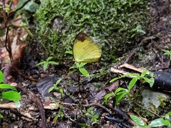 Eurema simulatrix