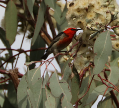 Myzomela sanguinolenta