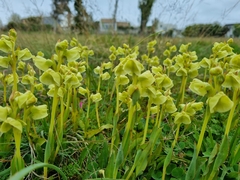 Pterygodium catholicum