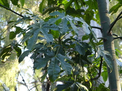 Brachychiton acerifolius