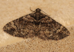 Eucymatoge peplodes