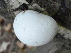 Fomitopsis betulina