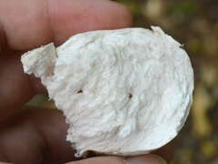 Fomitopsis betulina