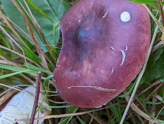 Russula