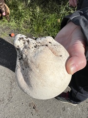 Lycoperdon utriforme