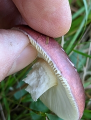Russula