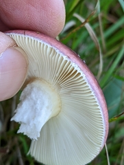 Russula