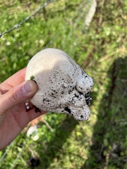 Lycoperdon utriforme