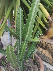 Euphorbia trigona