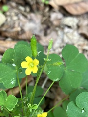 Oxalis stricta
