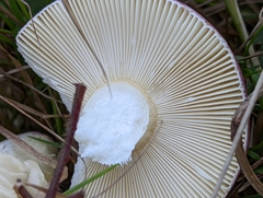 Russula