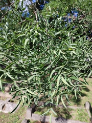 Styphnolobium japonicum