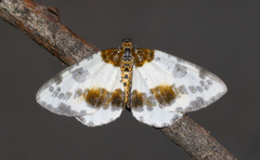 Abraxas sylvata