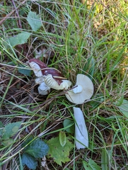 Russula