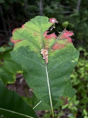 Callirhytis piperoides