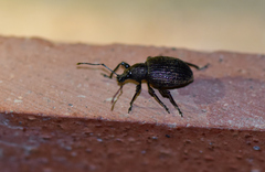 Otiorhynchus rugosostriatus