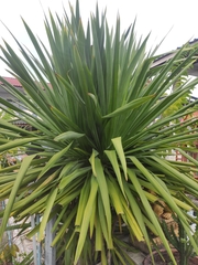 Dracaena cochinchinensis