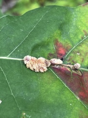 Callirhytis piperoides