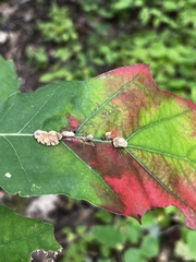 Callirhytis piperoides