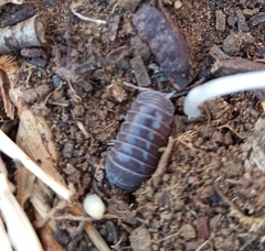 Armadillo officinalis