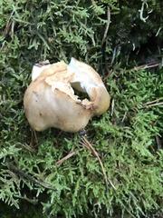 Russula cerolens