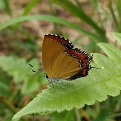 Heliophorus epicles