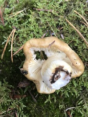 Russula cerolens