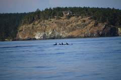 Orcinus orca