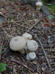 Lycoperdon perlatum