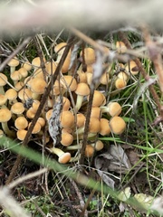 Hypholoma fasciculare