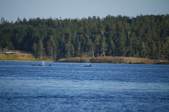 Orcinus orca