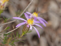 Olearia magniflora