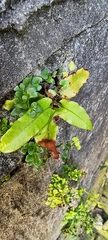 Asplenium scolopendrium scolopendrium