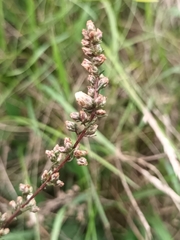 Artemisia campestris