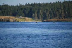 Orcinus orca
