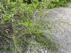 Artemisia capillaris