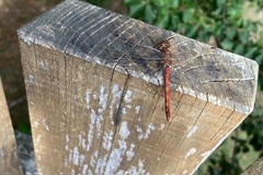 Sympetrum vulgatum