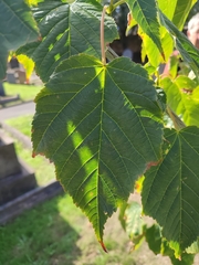 Acer davidii