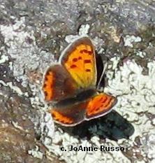 Lycaena phlaeas hypophlaeas