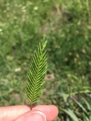 Agropyron cristatum