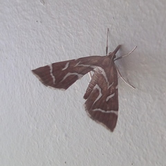 Panotima angularis