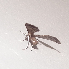 Panotima angularis