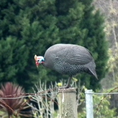 Numida meleagris coronatus