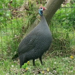Numida meleagris coronatus