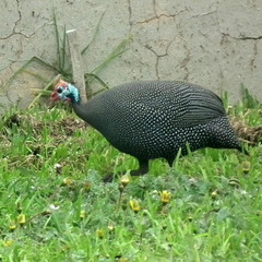 Numida meleagris coronatus