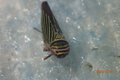 Tylozygus bifidus