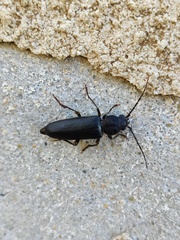 Arhopalus ferus