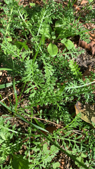 Lepidium didymum