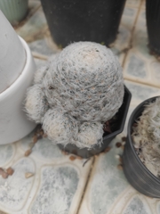 Mammillaria plumosa