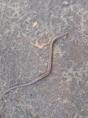 Anguis colchica